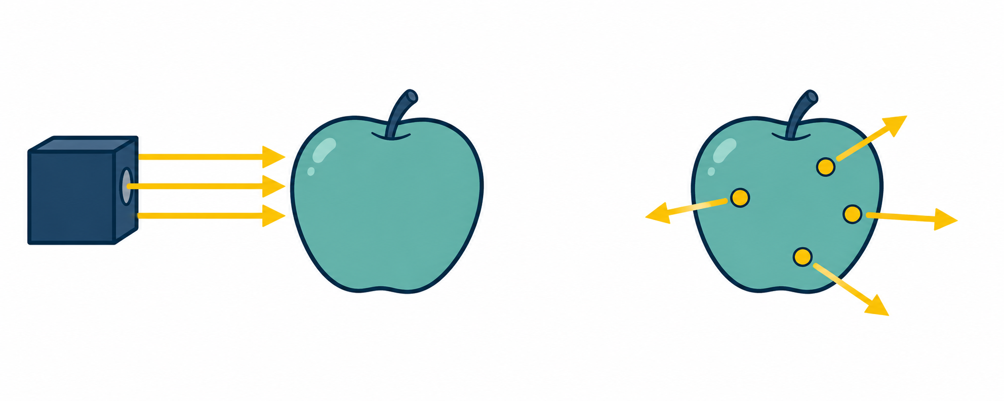 Left: a separate source sends radiation towards a clean apple. Right: radioactive material stays on an apple and emits radiation outwards.